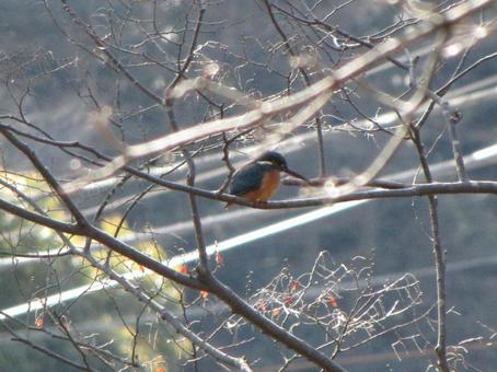 A kingfisher perched on a branch at a suburban pond, JPG