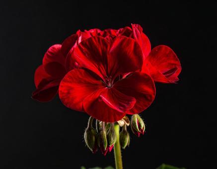 ゼラニウムの写真