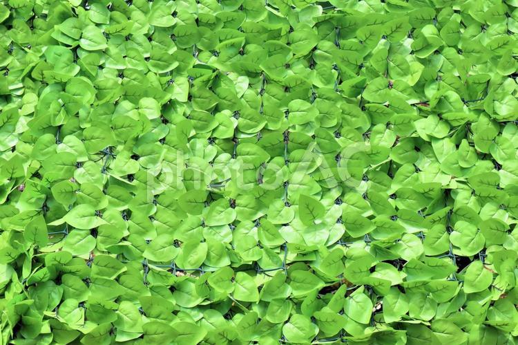 人工リーフの目隠しシート リーフ,目隠し,人口の写真素材