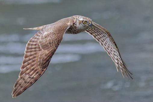 羽ばたき飛行をするハイタカ幼鳥 ハイタカ,灰鷹,鷂の写真素材