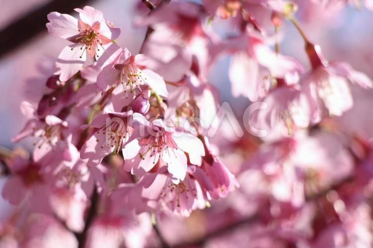 光に美しく透ける桜 春,桜,サクラの写真素材