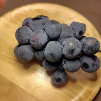 秋の味覚・巨峰ぶどう」 秋の味覚・巨峰ぶどう」 巨峰,ぶどう,葡萄の写真素材