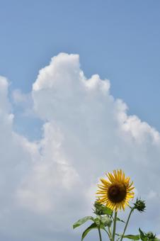 夏空とひまわり 夏空とひまわりの写真