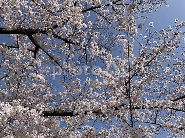 さくら さくら,桜,４月の写真素材