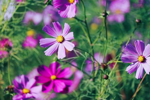 コスモス日和の写真