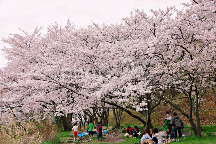 満開の桜の下で サクラ,桜,アーチの写真素材