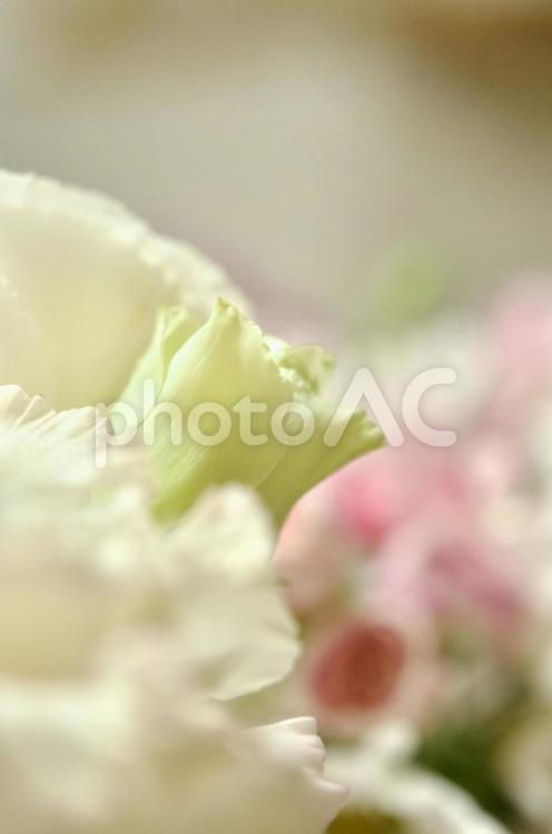 花束のトルコキキョウの縦写真-キュート 抽象,ヒーリング,アートの写真素材