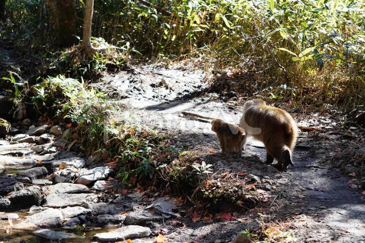 木漏れ日に移動する猿 猿,山,野生動物の写真素材