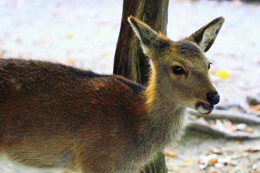 日本三景宮島の鹿 宮島,厳島,宮島の鹿の写真素材