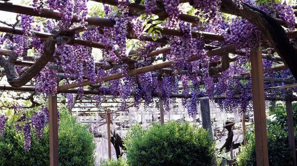 藤の花 藤の花の写真