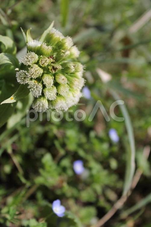 ふきのとうとオオイヌノフグリ 自然,花,植物の写真素材