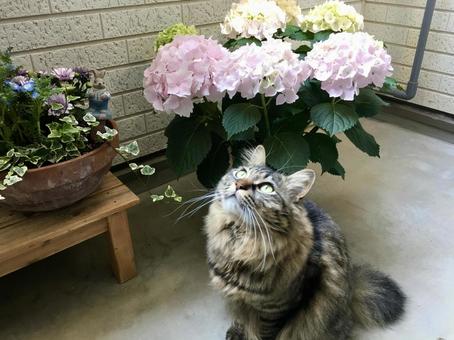猫と紫陽花 猫,紫陽花,花の写真素材