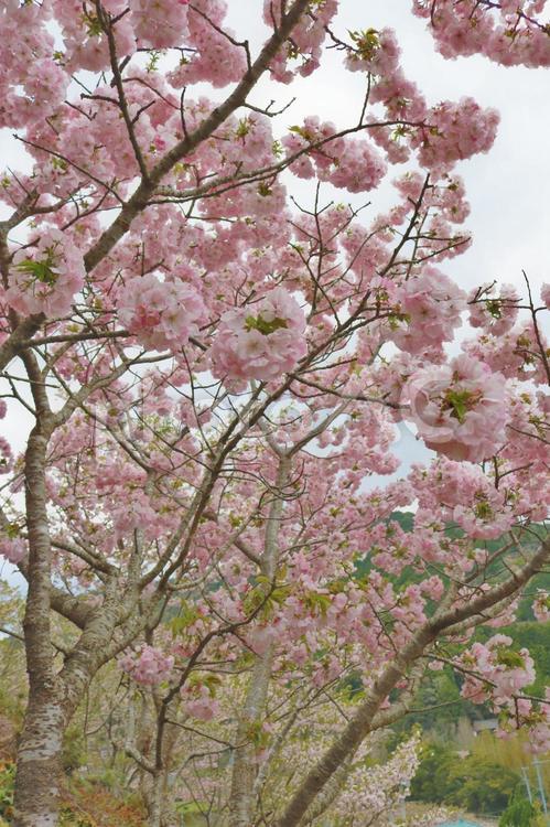 桜の木　ポストカード 春,ピンク,桜の花の写真素材