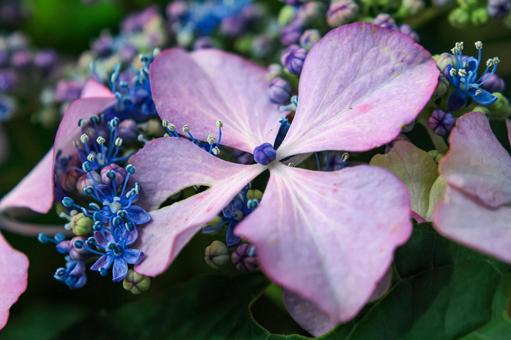 Hydrangea, JPG