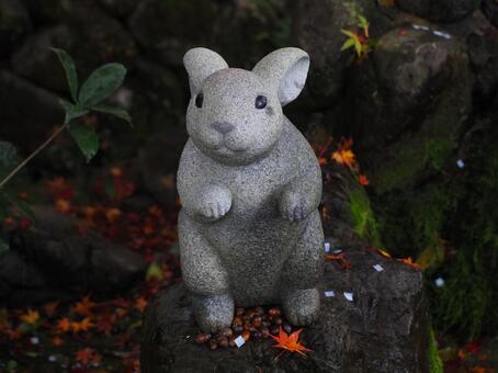 うさぎ2 うさぎ,秋,紅葉の写真素材