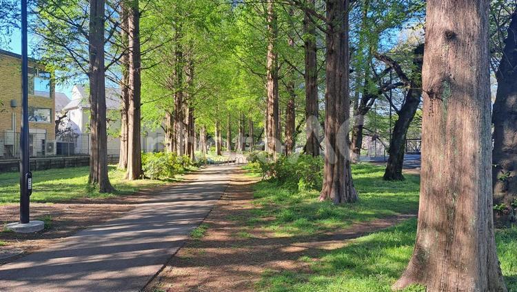 公園の並木 自然,背景,背景素材の写真素材