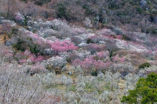 満開の紅梅と白梅のある風景 梅,迎春,梅の花の写真素材