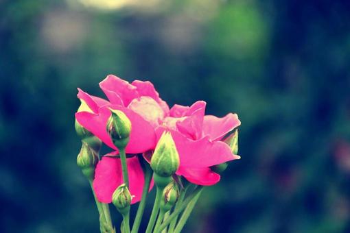 ピンク薔薇 ピンク薔薇の写真