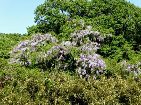 小高い山の中腹に花を付けた藤の木 小高い山の中腹に花を付けた藤の木 藤,花,木の写真素材