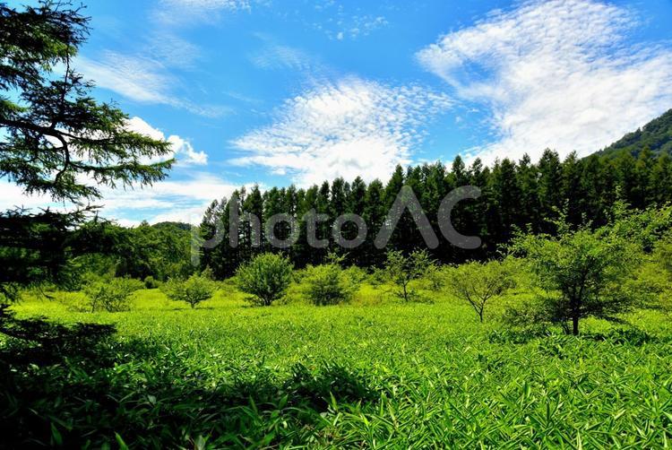夏の戦場ヶ原（栃木日光） 草原,雲,空の写真素材