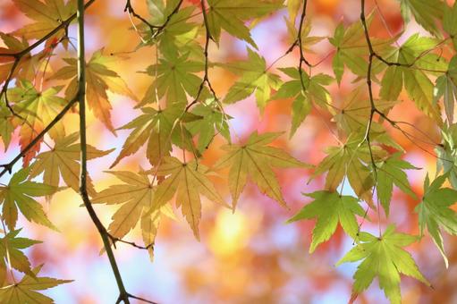 可愛いもみじ もみじ,秋,秋色の写真素材
