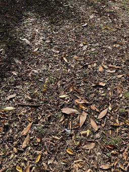 落葉 落葉,秋,茶色の写真素材