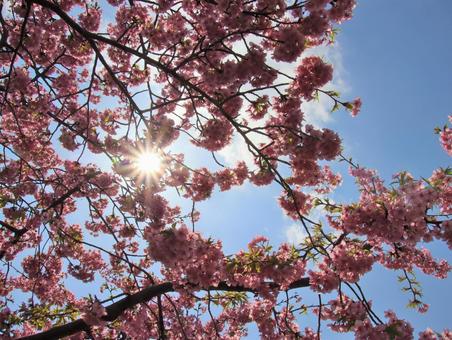 満開の桜と光芒 満開の桜と光芒の写真