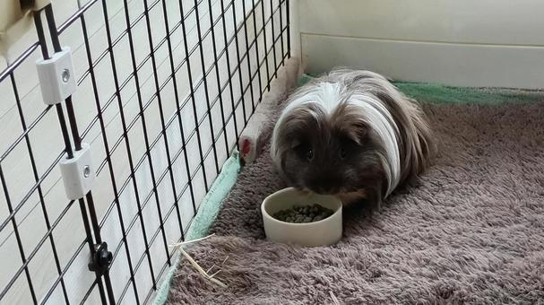 ごはん中のモルモット モルモット,ペット,動物の写真素材