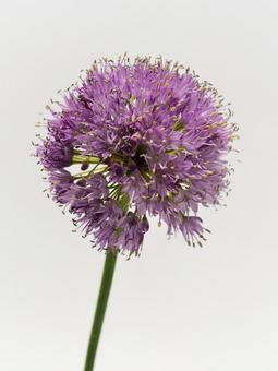 紫色のアリウムの花 紫色のアリウムの花の写真
