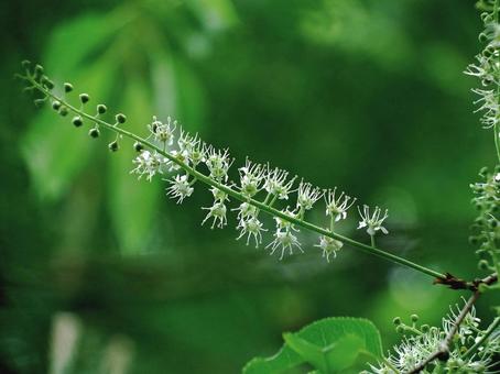 イヌザクラの花 イヌザクラ,花,桜の写真素材