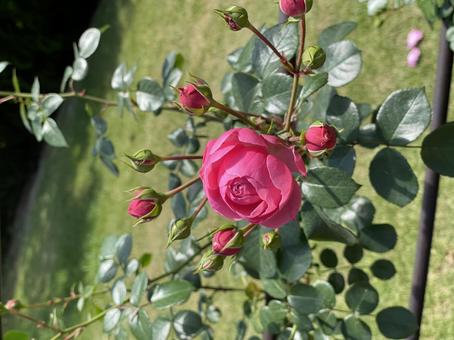 薔薇 つぼみの薔薇 バラ 薔薇 つぼみの薔薇 バラの写真