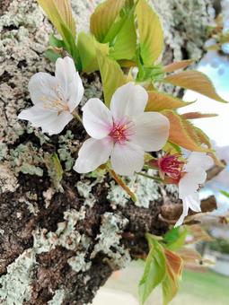 桜咲く 桜咲くの写真