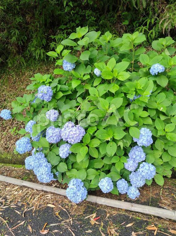 雨のひととき 自然,素材,野生の写真素材