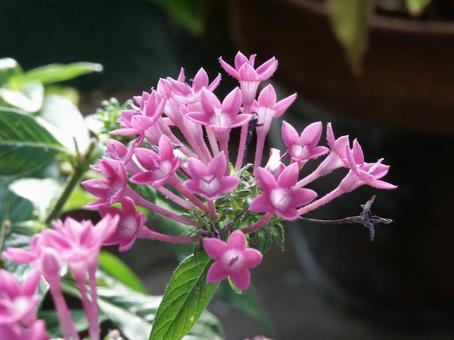 ペンタス　Pentas　マクロ 草花,春夏秋,ペンタスの写真素材