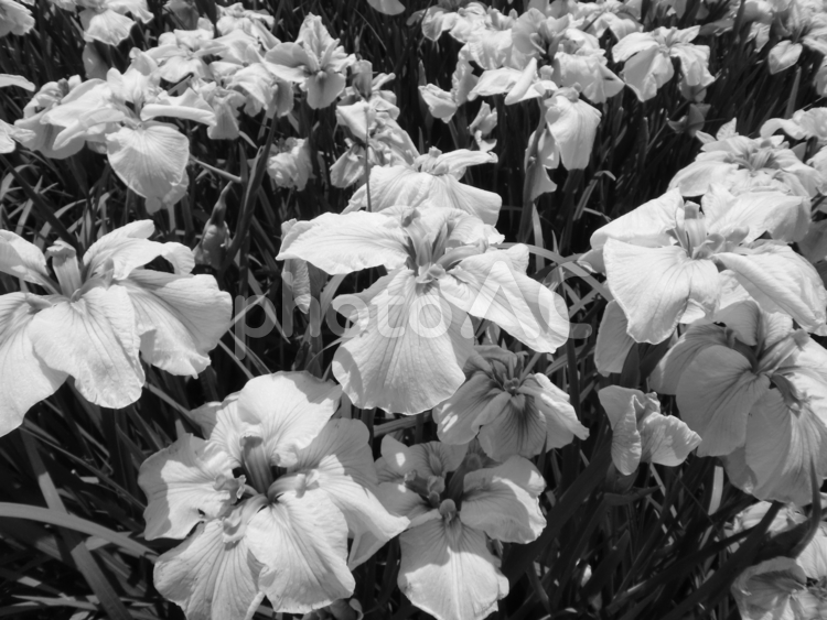 モノクロ写真の花菖蒲園 花菖蒲,花,６月の写真素材