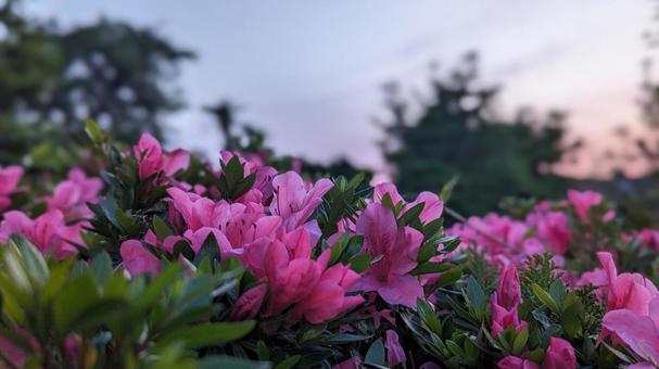 夕焼けとツツジ 夕焼けとツツジの写真