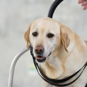 A dog (Labrador) walking in a wheelchair, JPG A dog (Labrador) walking in a wheelchair, JPG