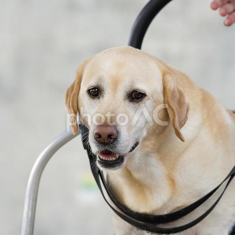 車椅子でお散歩するワンコ（ラブラドール） 犬,ラブラドール,ラブラドールレトリバーの写真素材