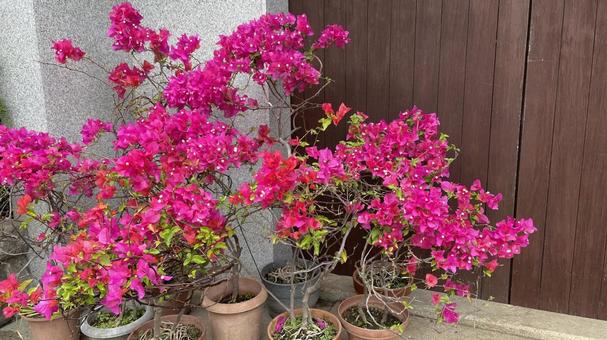 軒先の花 モナルダ,ベルガモ,宿根草の写真素材