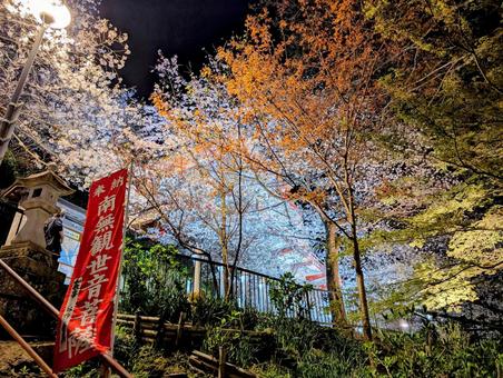 紀三井寺の夜桜 紀三井寺の夜桜の写真