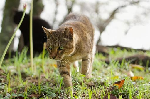 公園の野良猫 公園の野良猫 猫,野良猫,可愛い猫の写真素材