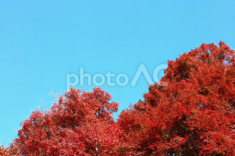 紅葉と青空 紅葉,景色,晴天の写真素材