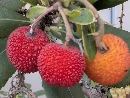 イチゴノキの実達 イチゴノキ,実,ストロベリーツリーの写真素材