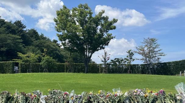 お盆の樹木葬 お盆の樹木葬 お墓,墓じまい,共同埋葬の写真素材