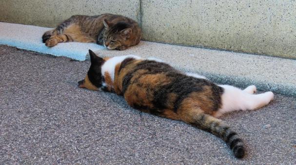 寝そべって語り合うもふもふな三毛猫たち 三毛猫,猫,キジトラの写真素材