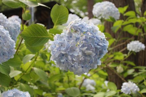 Hydrangea 65, JPG Hydrangea 65, JPG