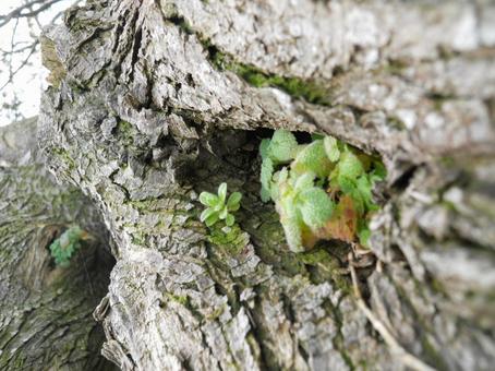 Photo, wood, grass, tree trunk, 