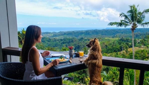 ランチ中の飼い主におねだりするチワワ ランチ中の飼い主におねだりするチワワの写真