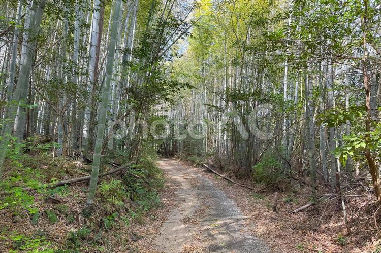 竹林道・熊野古道伊勢路女鬼峠道 竹林,熊野古道,伊勢路の写真素材