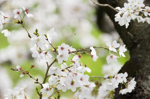桜 桜の写真